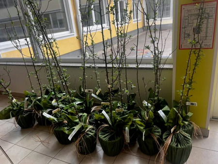 Občina obdarovala novorojenčke s sadikami sadnega drevesa 2